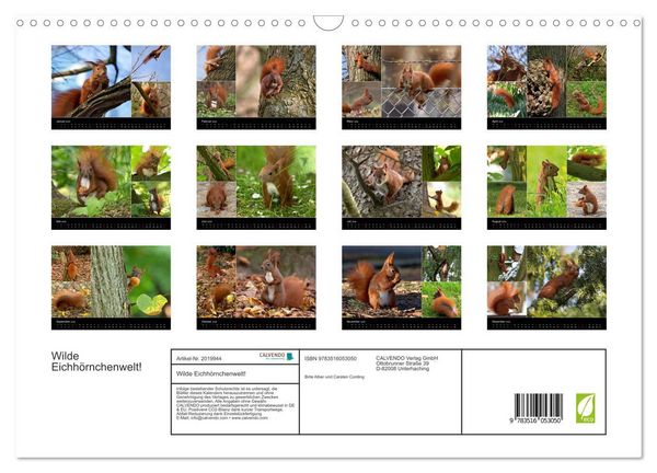Produktbild: Wilde Eichh&ouml;rnchenwelt! (Wandkalender 2026 DIN A3 quer), CALVENDO Monatskalender