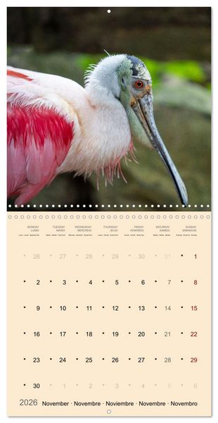 Produktbild: Portraits d'oiseaux des beaut&eacute;s plumeuses (Calendrier mural carr&eacute; 2026 30x30 cm) Calendrier double avec une page pour vos prises de notes