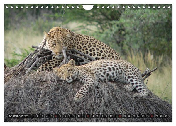 Produktbild: Raubkatzen. Wild, sch&ouml;n und kraftvoll (Wandkalender 2026 DIN A4 quer), CALVENDO Monatskalender