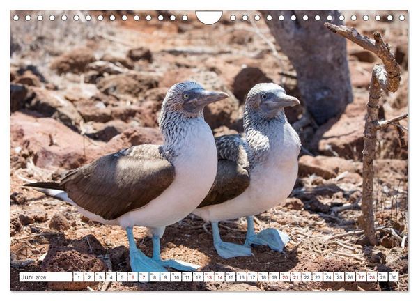 Produktbild: Galapagos-Inseln - Ein Paradies f&uuml;r Tiere (Wandkalender 2026 DIN A4 quer), CALVENDO Monatskalender