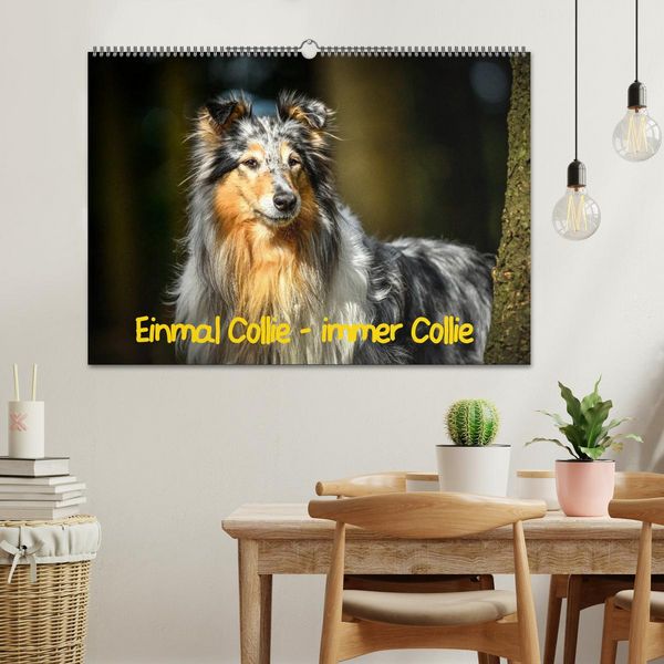 Produktbild: Einmal Collie - immer Collie (Wandkalender 2026 DIN A2 quer), CALVENDO Monatskalender