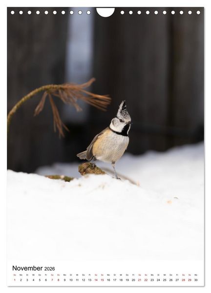 Produktbild: Heimische V&ouml;gel in Ihren G&auml;rten (Wandkalender 2026 DIN A4 hoch), CALVENDO Monatskalender