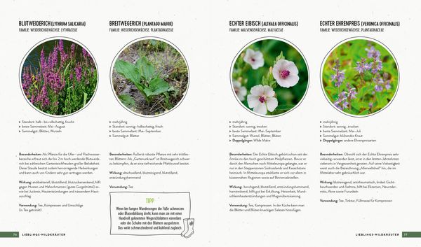 Produktbild: Lieblingskr&auml;uter &ndash; Alles &uuml;ber Anbau, Pflege und Verwendung