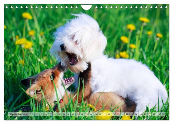 Produktbild: Beste Freunde - Bezaubernde Tierfreundschaften (Wandkalender 2026 DIN A4 quer), CALVENDO Monatskalender