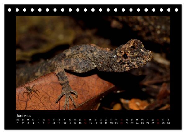 Produktbild: SUMATRA Abenteuer Regenwald (Tischkalender 2026 DIN A5 quer), CALVENDO Monatskalender