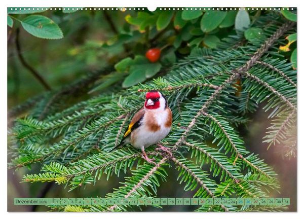 Produktbild: Distelfink (Wandkalender 2026 DIN A2 quer), CALVENDO Monatskalender