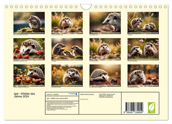 Produktbild: Igel - Wildtier des Jahres 2024 (Wandkalender 2026 DIN A4 quer), CALVENDO Monatskalender