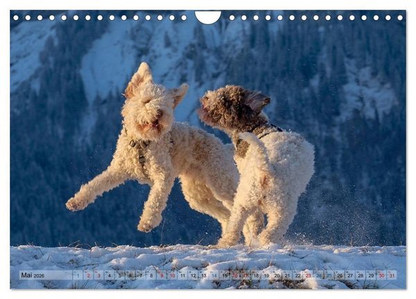 Produktbild: Lagotto Romagnolo Tanzende Tr&uuml;ffelnasen (Wandkalender 2026 DIN A4 quer), CALVENDO Monatskalender