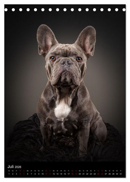 Produktbild: Bullyzauber - Franz&ouml;sische Bulldoggen (Tischkalender 2026 DIN A5 hoch), CALVENDO Monatskalender