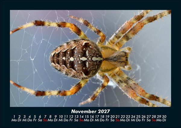 Produktbild: Tiere in der Wildnis 2027 Fotokalender DIN A5