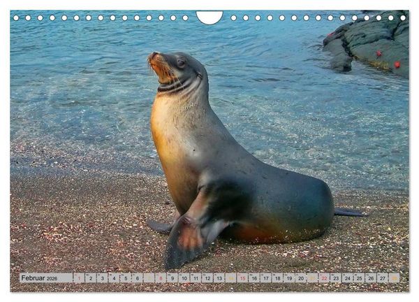 Produktbild: Robben - &uuml;berall zuhause (Wandkalender 2026 DIN A4 quer), CALVENDO Monatskalender