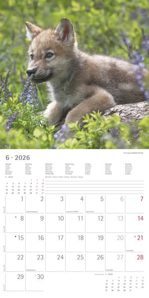 Produktbild: Wölfe 2026 - Broschürenkalender 30x30 cm (30x60 geöffnet) - Kalender mit Platz für Notizen - Wolves - Bildkalender - Wandplaner - Alpha Edition