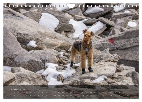 Produktbild: Der Bergdale - mit Hund im Hochgebirge (Wandkalender 2026 DIN A4 quer), CALVENDO Monatskalender