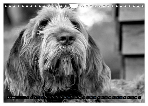 Produktbild: Carissimo Spinone Italiano (Wandkalender 2026 DIN A4 quer), CALVENDO Monatskalender