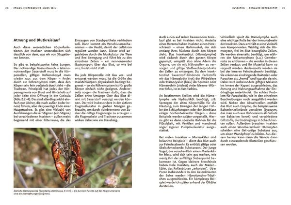 Produktbild: Wildbienen haben es auch nicht leicht
