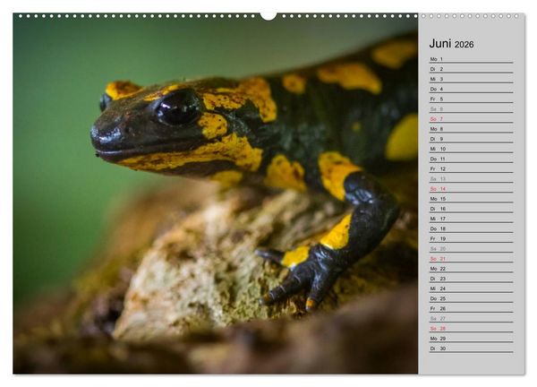 Produktbild: Salamander und Co. (hochwertiger Premium Wandkalender 2026 DIN A2 quer), Kunstdruck in Hochglanz