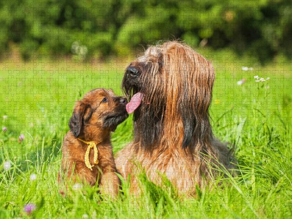 Produktbild: CALVENDO Puzzle Briard- H&uuml;ndin mit einem ihrer Welpen | 1000 Teile Lege-Gr&ouml;&szlig;e 64x48cm Foto-Puzzle f&uuml;r gl&uuml;ckliche Stunden