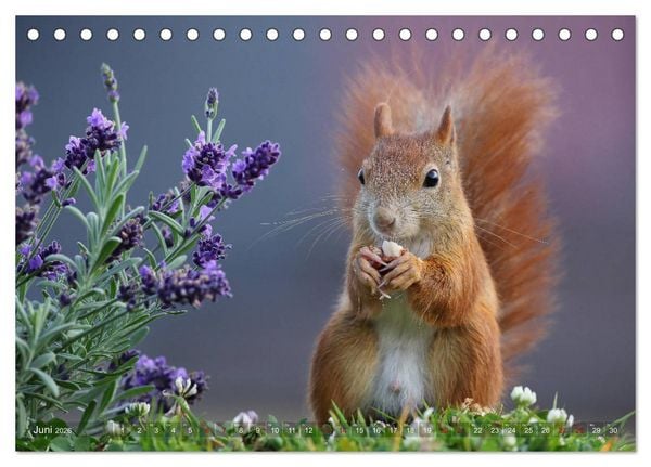 Produktbild: Eichh&ouml;rnchen in zauberhaften Posen (Tischkalender 2026 DIN A5 quer), CALVENDO Monatskalender