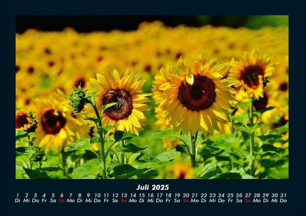 Produktbild: Blumenzauber 2025 Fotokalender DIN A4