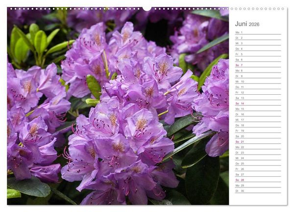 Produktbild: Rhododendron Sch&ouml;nheiten im Garten (hochwertiger Premium Wandkalender 2026 DIN A2 quer), Kunstdruck in Hochglanz