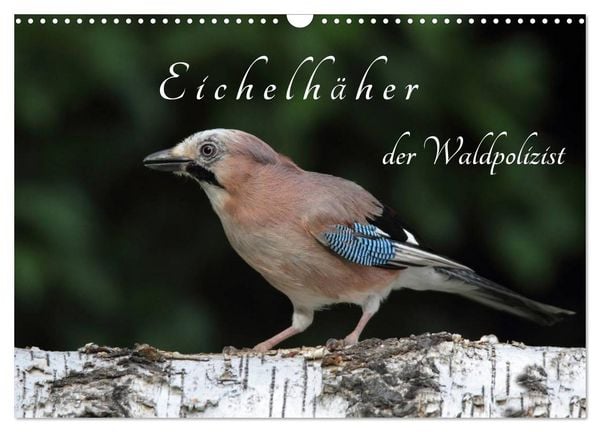 Produktbild: Eichelh&auml;her der Waldpolizist (Wandkalender 2026 DIN A3 quer), CALVENDO Monatskalender