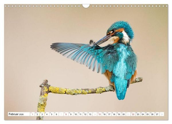 Produktbild: Faszination Eisvogel (Wandkalender 2026 DIN A3 quer), CALVENDO Monatskalender