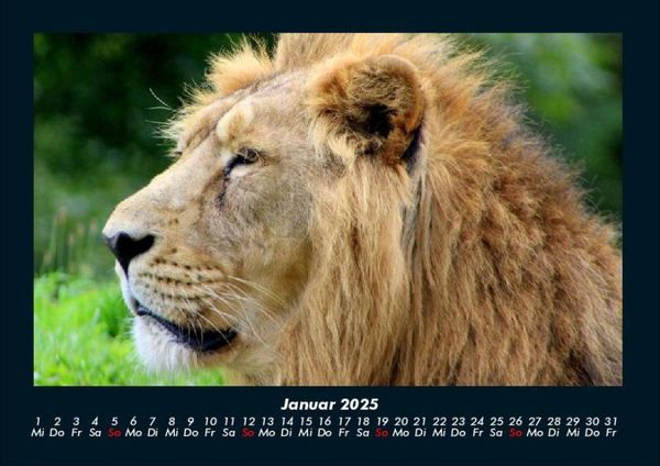 Produktbild: L&ouml;wen in der Wildnis 2025 Fotokalender DIN A4
