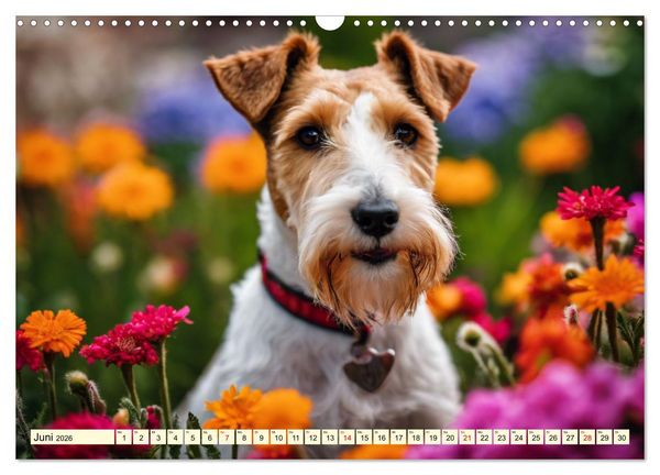 Produktbild: Drahthaar-Foxterrier (Wandkalender 2026 DIN A3 quer), CALVENDO Monatskalender