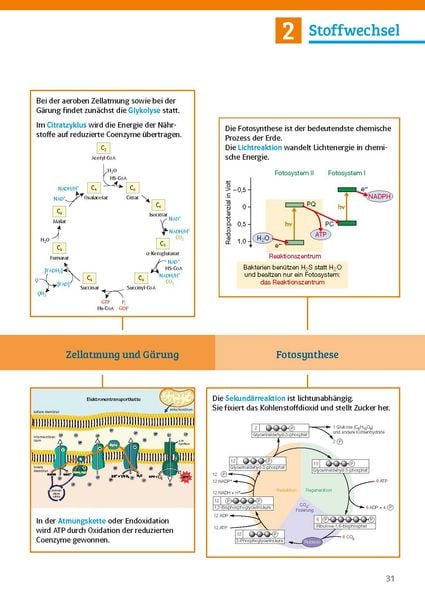 Produktbild: Klett Sicher im Abi Biologie