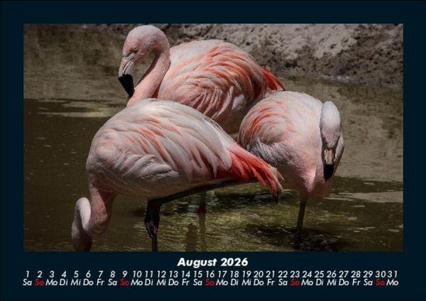 Produktbild: Vogelparadies 2026 Fotokalender DIN A5