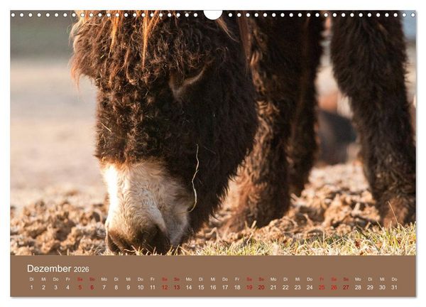 Produktbild: Baudet de Poitou - Seltene franz&ouml;sische Langohren (Wandkalender 2026 DIN A3 quer), CALVENDO Monatskalender