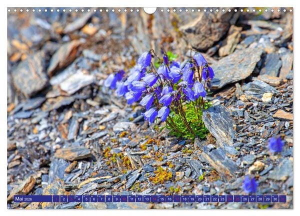 Produktbild: Meine sch&ouml;nsten Alpenblumen (Wandkalender 2026 DIN A3 quer), CALVENDO Monatskalender
