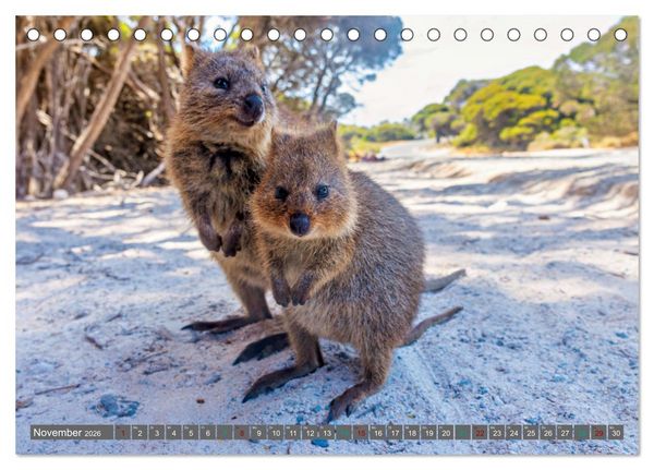 Produktbild: Big Five Australiens Buckelwal, Walhai, Orca, Quokka,K&auml;nguru (Tischkalender 2026 DIN A5 quer), CALVENDO Monatskalender