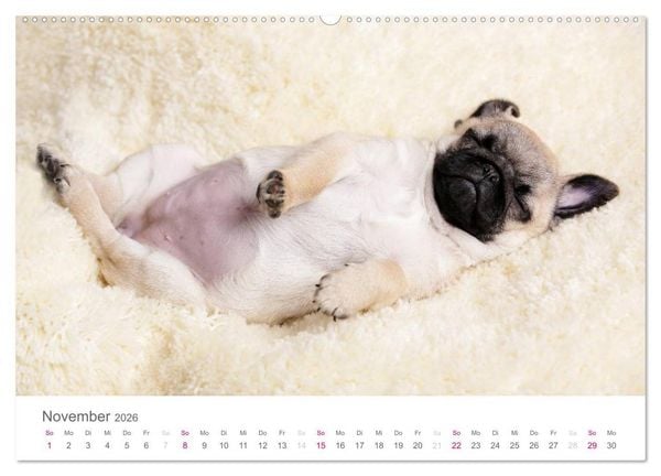 Produktbild: Mopswelpe Emma (hochwertiger Premium Wandkalender 2026 DIN A2 quer), Kunstdruck in Hochglanz