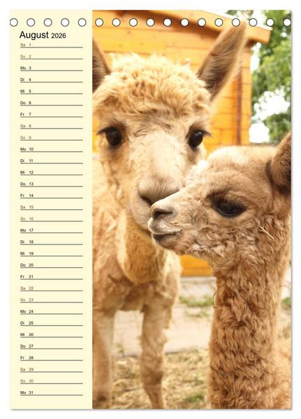 Produktbild: Alpakas zum Knuddeln gerne (Tischkalender 2026 DIN A5 hoch), CALVENDO Monatskalender