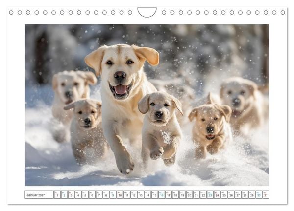 Produktbild: Labrador Liebe (Wandkalender 2027 DIN A4 quer), CALVENDO Monatskalender