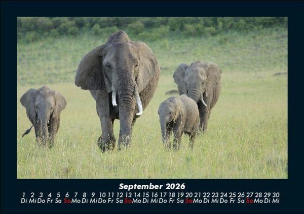 Produktbild: Elefanten - Die sanften Riesen Afrikas 2026 Fotokalender DIN A5