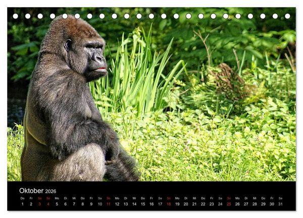 Produktbild: Gorillas - Die sanften Wilden (Tischkalender 2026 DIN A5 quer), CALVENDO Monatskalender