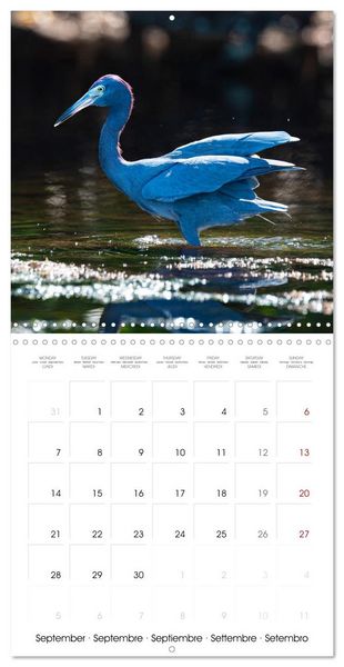 Produktbild: The beauty of herons and egrets (Wall Calendar 2026 12 &times; 12 Inch) CALVENDO 12 Month Wall Calendar