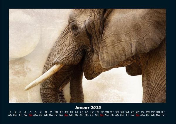 Produktbild: Tiere im Zoo 2025 Fotokalender DIN A4