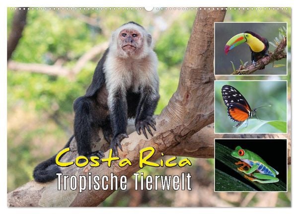Produktbild: Costa Rica - Tropische Tierwelt (Wandkalender 2026 DIN A2 quer), CALVENDO Monatskalender