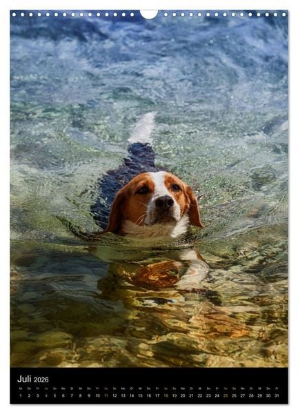 Produktbild: Beagle Action - Wilde Kuscheltiere (Wandkalender 2026 DIN A3 hoch), CALVENDO Monatskalender