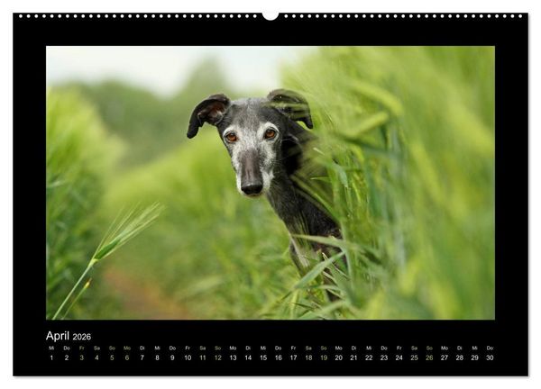 Produktbild: Windhund bunt (Wandkalender 2026 DIN A2 quer), CALVENDO Monatskalender