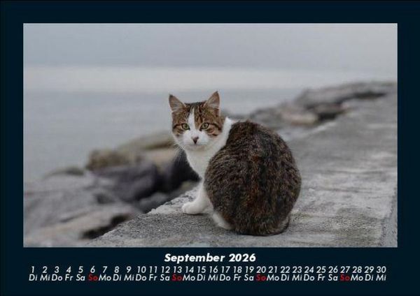 Produktbild: F&uuml;r Katzenfreunde 2026 Fotokalender DIN A5
