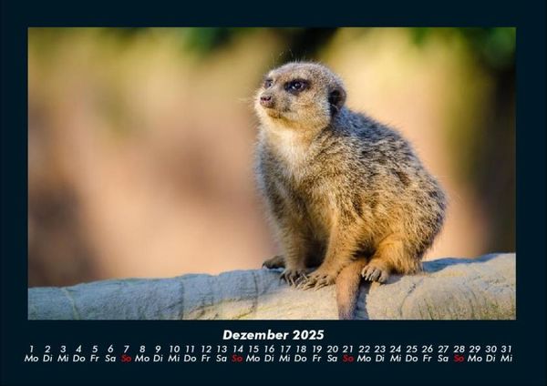 Produktbild: Tierkalender 2025 Fotokalender DIN A4