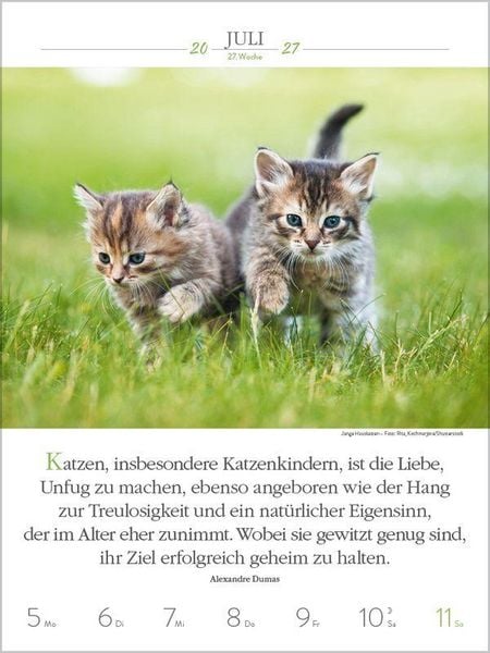 Produktbild: Literaturkalender Katzen 2027
