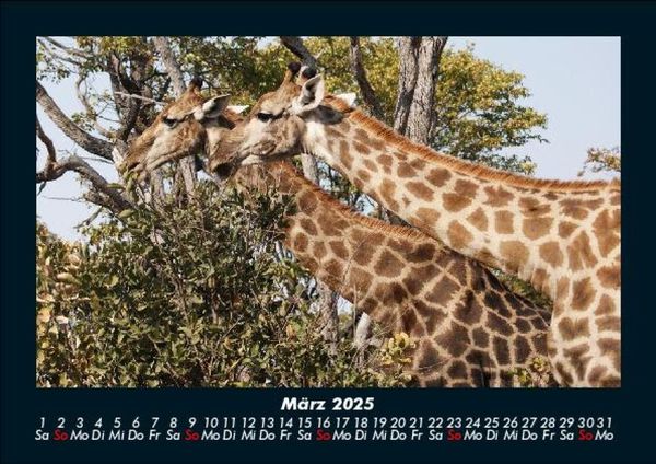 Produktbild: Giraffen 2025 Fotokalender DIN A5