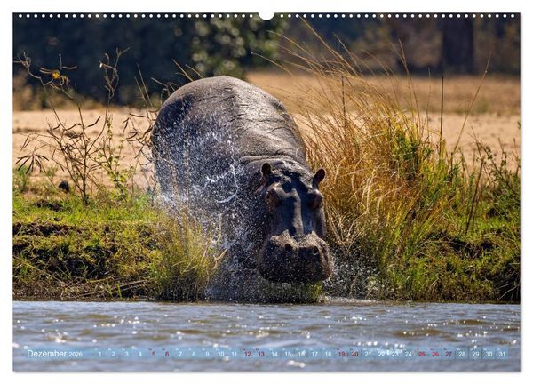 Produktbild: Hippos - Gef&auml;hrliche Giganten (Wandkalender 2026 DIN A2 quer), CALVENDO Monatskalender