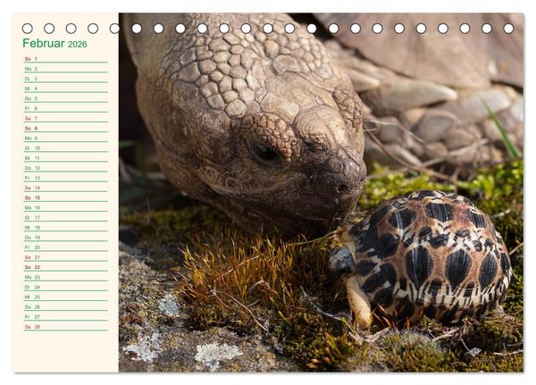 Produktbild: Meine Schildkr&ouml;ten - Geburtstagskalender (Tischkalender 2026 DIN A5 quer), CALVENDO Monatskalender