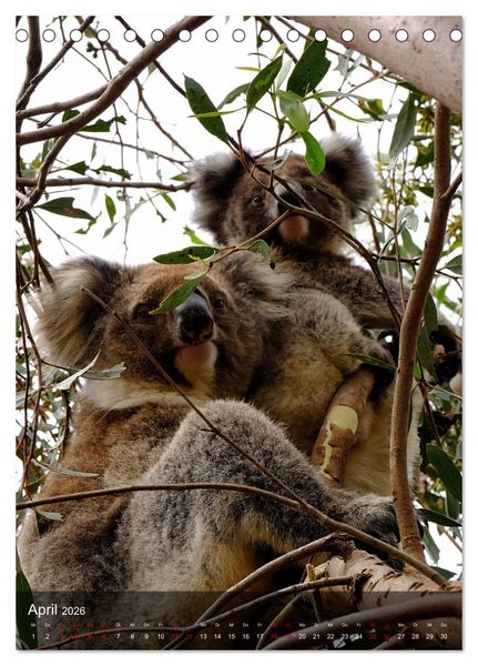 Produktbild: Koalas auf den Pelz ger&uuml;ckt (Tischkalender 2026 DIN A5 hoch), CALVENDO Monatskalender